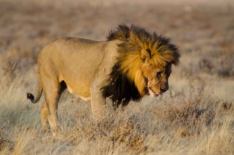 107 - Namibia - leones comiendo - parque nacional de Etosha